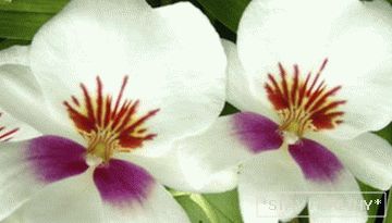 Phalaenopsis (Orhidee)