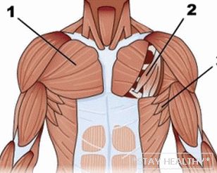 anatomie грудных мышц