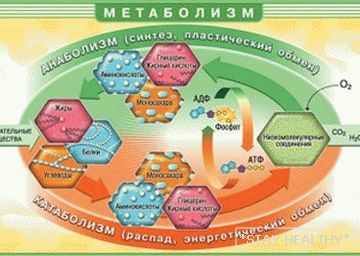 kak-razognat-obmen-veshchestv