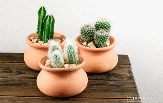 Cactusul Nopal. 7 beneficii pentru sănătate ale acestui cactus