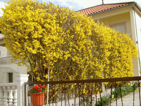 Cele mai bune plante pentru gard viu gospodărie