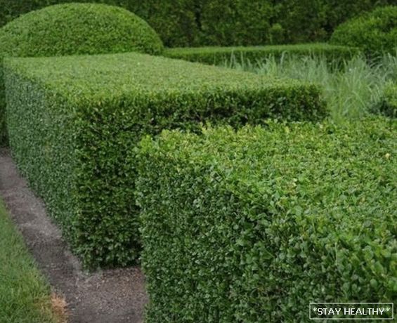 Cele mai bune plante pentru gard viu gospodărie