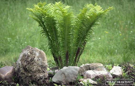 Fern: semne și credințe populare. Este posibil cresc pe site si in casa?