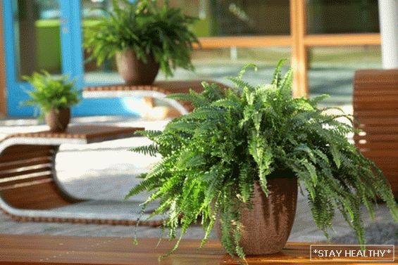 Fern: semne și credințe populare. Este posibil cresc pe site si in casa?