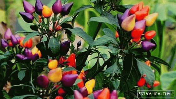 Cele mai frumoase, neobișnuite și colorate soiuri legume pentru grădinari