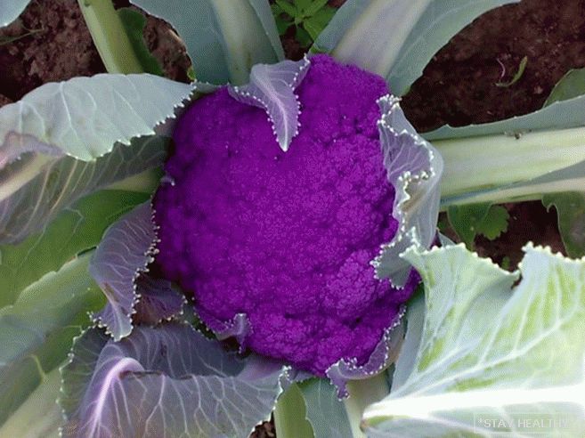 Cele mai frumoase, neobișnuite și colorate soiuri legume pentru grădinari