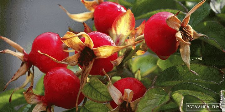 Rosehip slăbire