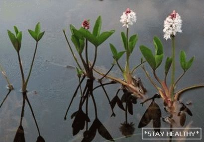 vodyanoy-trilistnik-dlya-podnyatiya-appetita