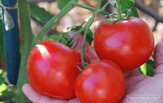 Tomat "Cap roșu": descriere,caracteristică și agrotehnologie. Grijă complexă pentru varietatea de tomate"Hood Red Riding"